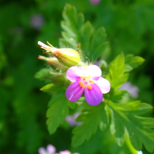 Photographie n°2795095 du taxon Geranium purpureum Vill. [1786]