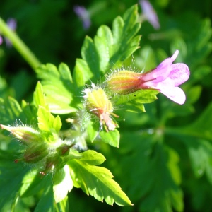 Photographie n°2795096 du taxon Geranium purpureum Vill. [1786]