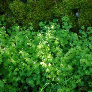 Photographie n°2795098 du taxon Geranium purpureum Vill. [1786]