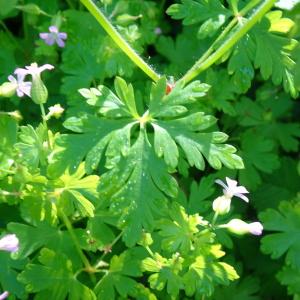 Photographie n°2795099 du taxon Geranium purpureum Vill. [1786]