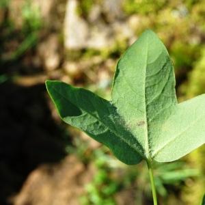 Photographie n°2795106 du taxon Acer monspessulanum L. [1753]