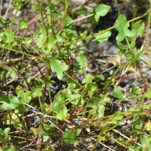 Photographie n°2795138 du taxon Rumex scutatus L. [1753]