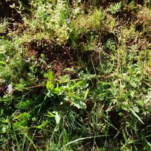 Photographie n°2795146 du taxon Erodium cicutarium (L.) L'Hér. [1789]