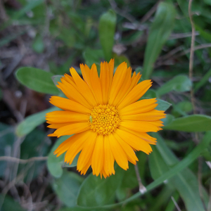 Photographie n°2795151 du taxon Calendula officinalis L. [1753]