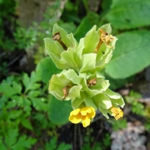 Photographie n°2795183 du taxon Primula veris var. columnae (Ten.) B.Bock [2013]