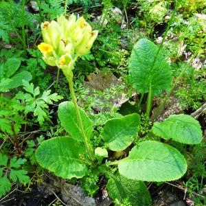  - Primula veris var. columnae (Ten.) B.Bock [2013]