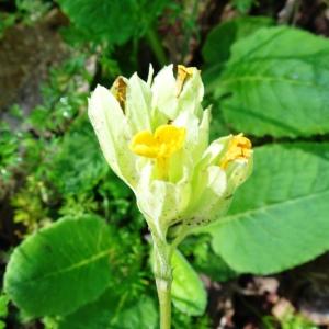  - Primula veris var. columnae (Ten.) B.Bock [2013]