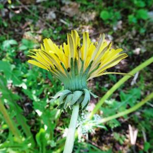 Photographie n°2795189 du taxon Taraxacum officinale F.H.Wigg. [1780]