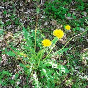 Photographie n°2795191 du taxon Taraxacum officinale F.H.Wigg. [1780]