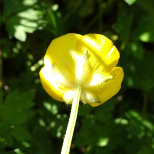 Photographie n°2795201 du taxon Ranunculus repens L. [1753]