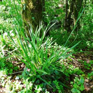 Photographie n°2795548 du taxon Carex pendula Huds. [1762]