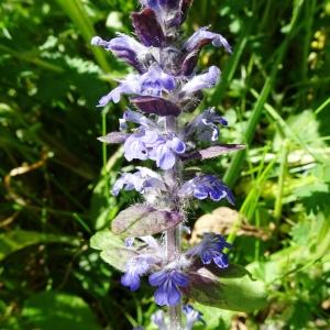 Photographie n°2795887 du taxon Ajuga reptans L. [1753]