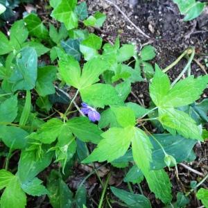 Photographie n°2795911 du taxon Geranium nodosum L. [1753]