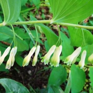 Photographie n°2795921 du taxon Polygonatum multiflorum (L.) All. [1785]