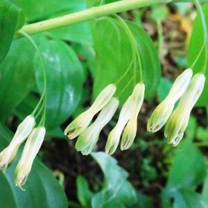 Photographie n°2795923 du taxon Polygonatum multiflorum (L.) All. [1785]