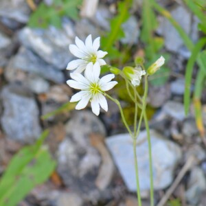  - Cerastium arvense subsp. strictum Gaudin [1828]