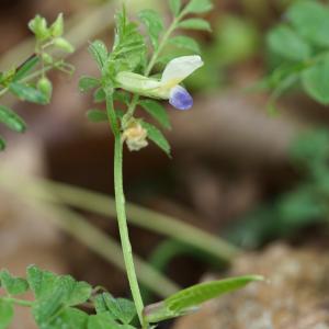 Photographie n°2796314 du taxon Vicia laeta Ces. [1838]