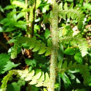 Photographie n°2796319 du taxon Polystichum aculeatum (L.) Roth [1799]