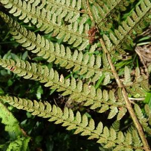 Photographie n°2796321 du taxon Polystichum aculeatum (L.) Roth [1799]