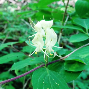 Photographie n°2796339 du taxon Lonicera xylosteum L. [1753]