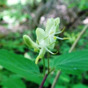 Photographie n°2796340 du taxon Lonicera xylosteum L. [1753]