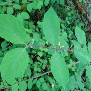 Photographie n°2796342 du taxon Lonicera xylosteum L. [1753]