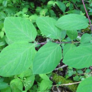 Photographie n°2796344 du taxon Lonicera xylosteum L. [1753]