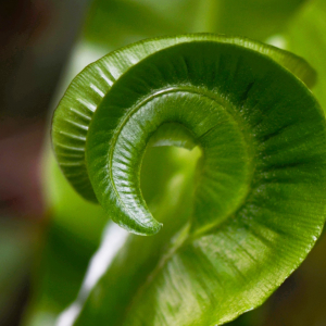  - Asplenium scolopendrium subsp. scolopendrium