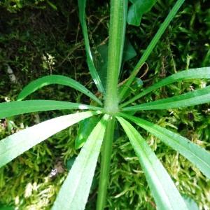 Photographie n°2797381 du taxon Galium aparine L. [1753]