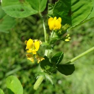 Photographie n°2797565 du taxon Medicago arabica (L.) Huds. [1762]