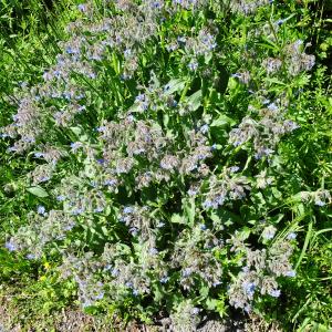 Photographie n°2797573 du taxon Borago officinalis L. [1753]