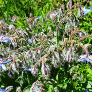 Photographie n°2797574 du taxon Borago officinalis L. [1753]