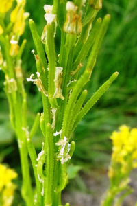 Alain Bigou, le 18 mai 2023 (Dienne (Sous la Grange))