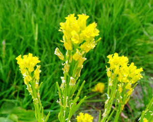 Alain Bigou, le 18 mai 2023 (Dienne (Sous la Grange))