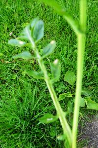 Alain Bigou, le 18 mai 2023 (Dienne (Sous la Grange))