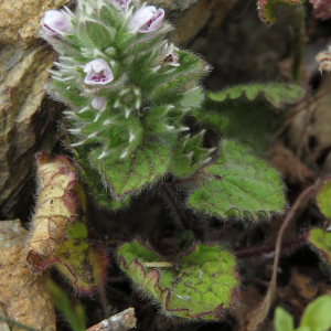  - Stachys brachyclada Noe ex Coss. [1854]