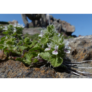 Stachys brachyclada Noe ex Coss. (Épiaire à rameaux courts)