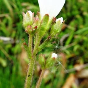 Photographie n°2797869 du taxon Saxifraga granulata L. [1753]