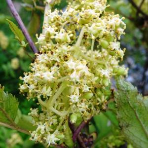 Photographie n°2798097 du taxon Sambucus racemosa L. [1753]