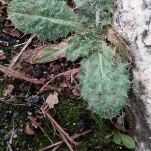 Photographie n°2798672 du taxon Erodium moschatum (L.) L'Hér. [1789]