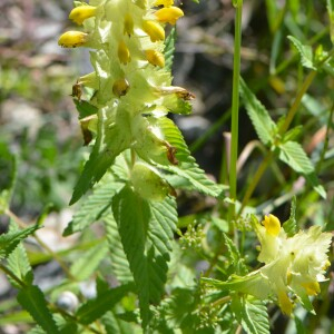 Photographie n°2798792 du taxon Rhinanthus alectorolophus (Scop.) Pollich [1777]