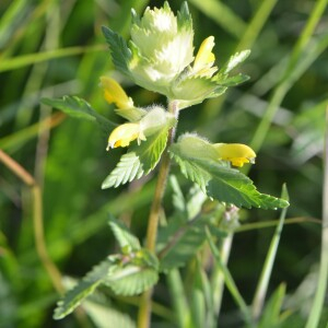 Photographie n°2798793 du taxon Rhinanthus alectorolophus (Scop.) Pollich [1777]