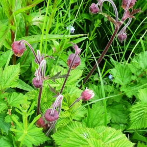 Photographie n°2799054 du taxon Geum rivale L. [1753]