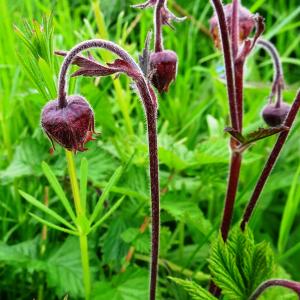 Photographie n°2799056 du taxon Geum rivale L. [1753]