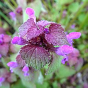 Photographie n°2799058 du taxon Lamium purpureum L. [1753]