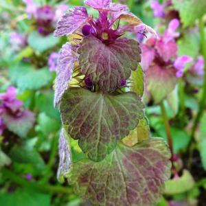 Photographie n°2799059 du taxon Lamium purpureum L. [1753]