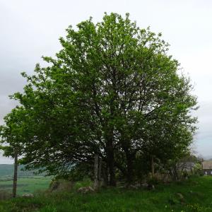 Photographie n°2799080 du taxon Sorbus aucuparia L. [1753]