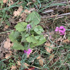 Photographie n°2799354 du taxon Lunaria annua L. [1753]