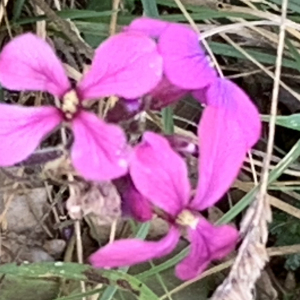 Photographie n°2799356 du taxon Lunaria annua L. [1753]