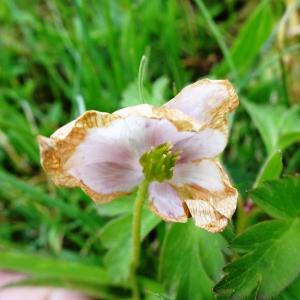 Photographie n°2799366 du taxon Anemone nemorosa L. [1753]